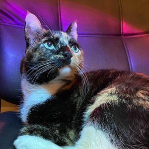 gettr e-sex no rubber FIRST TIME COPS CALLED 3AM CHALLENGE (3 cumjillion spotify listener special)