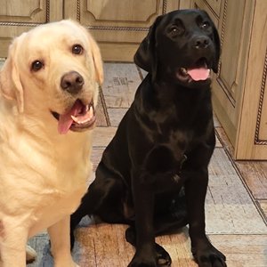 两只汪汪的爱情