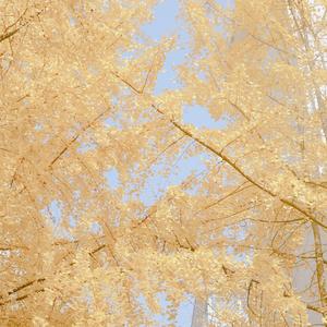 撒野（翻自 欸-61）