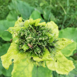 Count to 100 in Italian