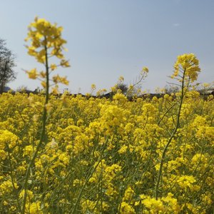 回忆里的乡村童年