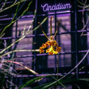 Oncidium