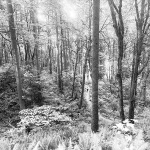 season
