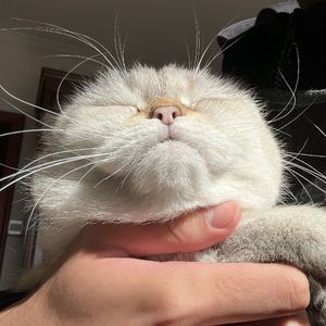 爱里（cover：单依纯）