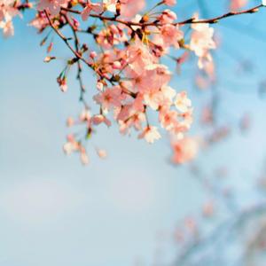 봄봄봄봄(Spring)