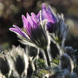 Nature’s Awakening (Original Motion Picture Soundtrack)