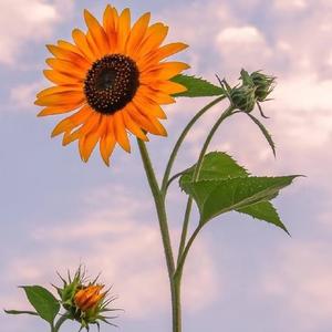 你是我的向阳花.wav