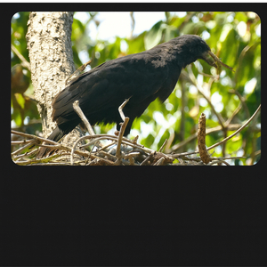 The Land of Eagles (Sermo Tale)