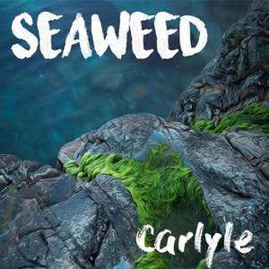Seaweed
