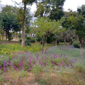 虫鸣声夜晚舒缓催眠曲