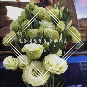 《他不知道她喜欢绿色的桔梗花吧》