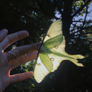 归去来兮（翻自：叶炫清）
