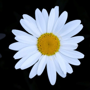 데이지 Daisy