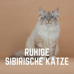 Ruhebereich der Katze