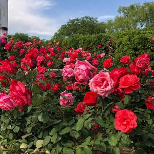 (⁎⁍̴̛ᴗ⁍̴̛⁎)