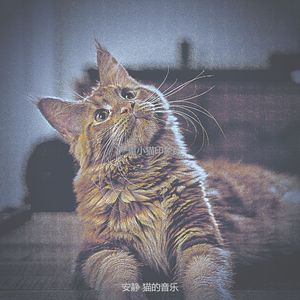 温和放松的猫梦想