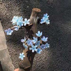 南半球与北海道（Cover：范倪Liu）