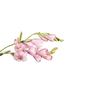 Where the Light First Fell