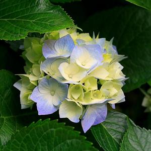 恰克斯