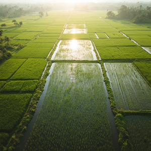 Peuting di Sisi Sawah