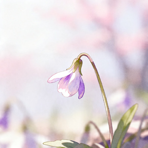 小花