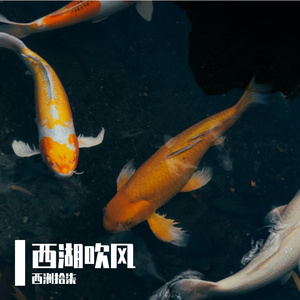 西湖吹风 伴奏