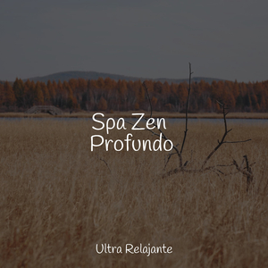 Mirar Fijamente A La Niebla