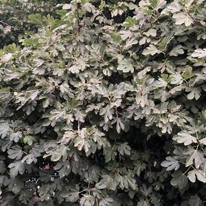 isolated (feat. Cane.)