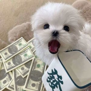 宝藏