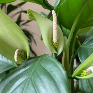 你是人间四月天