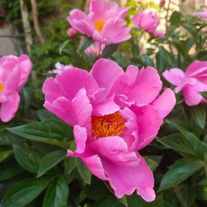 羊洼山上羊吃草