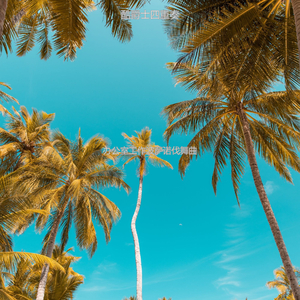 适合办公事务波萨诺伐舞曲