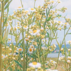 愚人节（民谣）