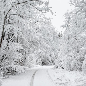 Winter Night