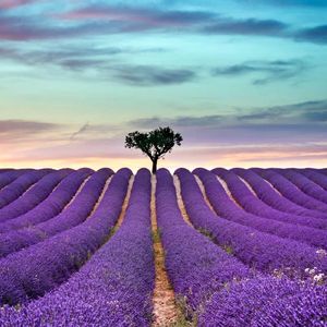 星空下的薰衣草