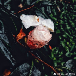 Sky.High - 面包陷阱（佐佐木牙签 remix）