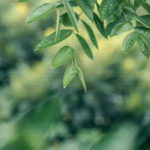 兰花草 (经典老歌箫纯音乐)