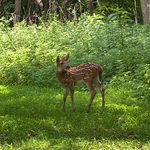 MYSELF ペイントで皮肉