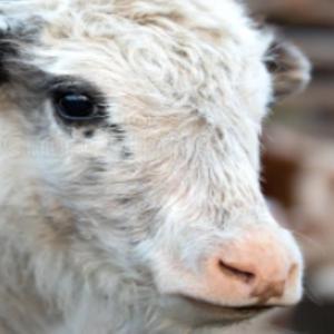 yaks come together!!