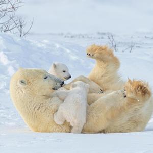 Let Us Play