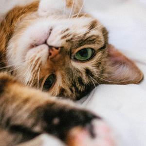 滑稽可笑的小猫咪