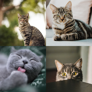 诗意的可爱猫咪节奏