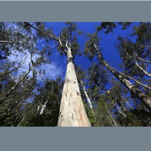 Fight for the Trees