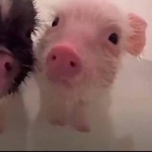 盛夏里藏着青春甜意