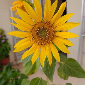 बस तुम हो सवेरा मेरा