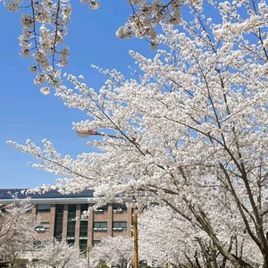 樱花落时遇见你