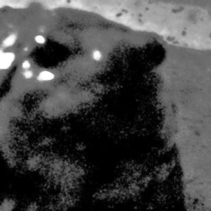 Black Keratinized Claws of Xenopus