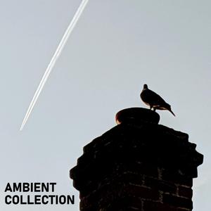 Ambient 8