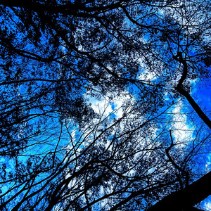 強迫観念をぶっ放せ (Solo Guitar Improvisation)