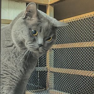 思念
